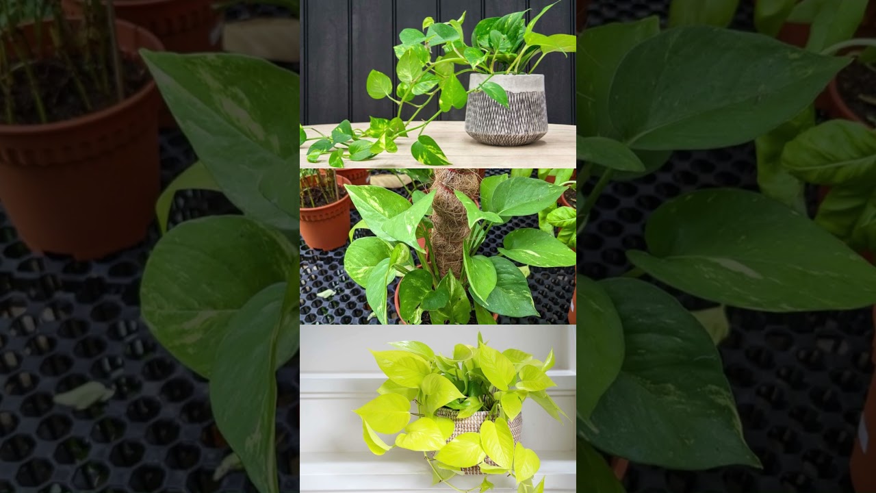 #moneyplanttips #shorts  #ytshorts #krishnarjun
