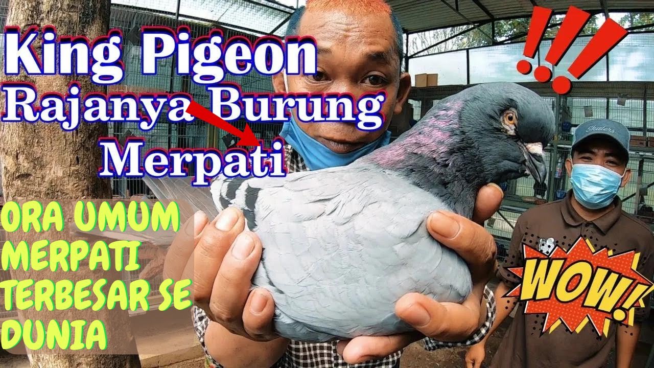 8 Jenis Burung merpati Hias Dari Eropa & Amerika ada Di Jakarta Pigeon Centre