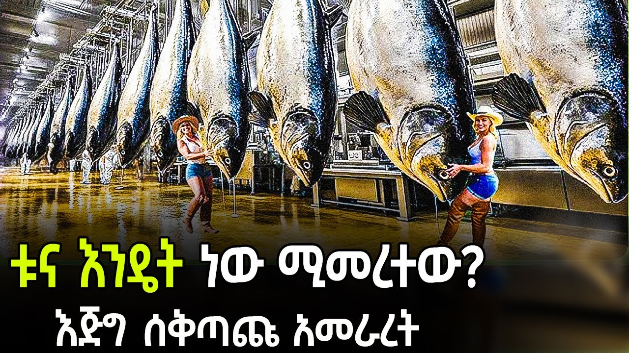 Ethiopia - ቱና እንዴት ነው የሚመረተው ? እጅግ ሰ-ቅ-ጣ-ጩ የቱና አመራረት