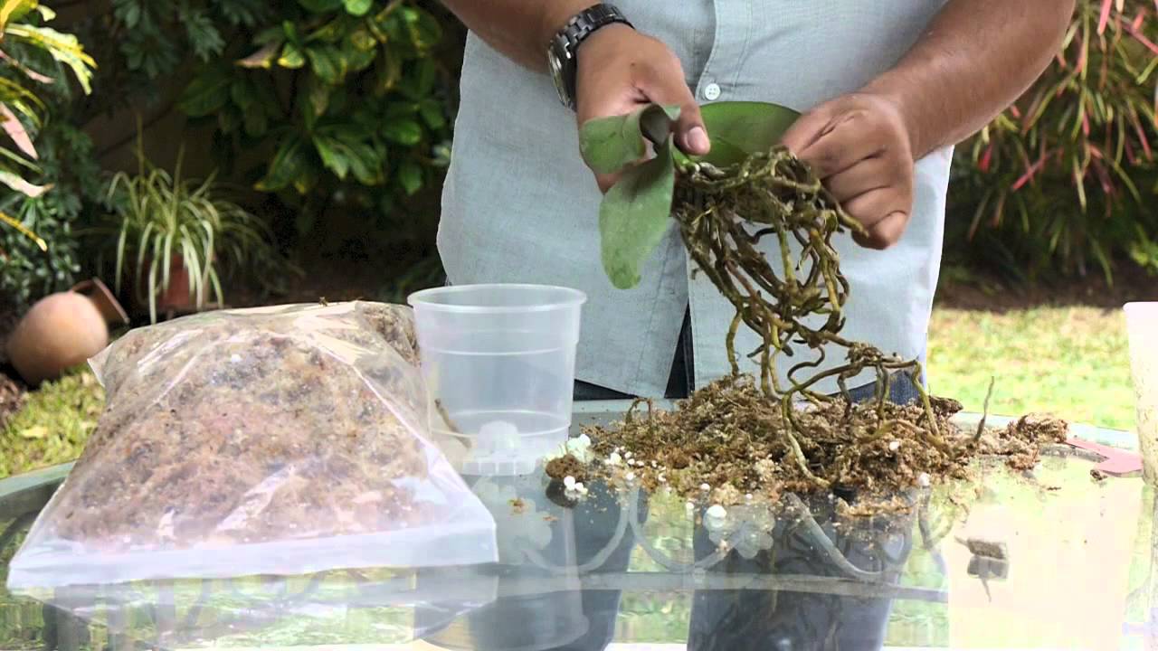 Cambio de sustrato de orquídea - Boniplant