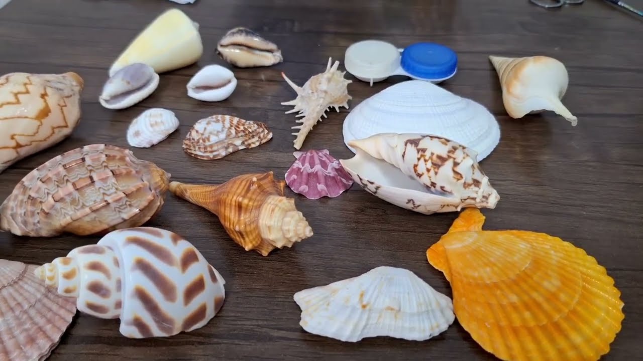  Invisible Architecture of Seashells Stunning Micro Patterns Inside Ocean Shells|microuniverse Ep.13