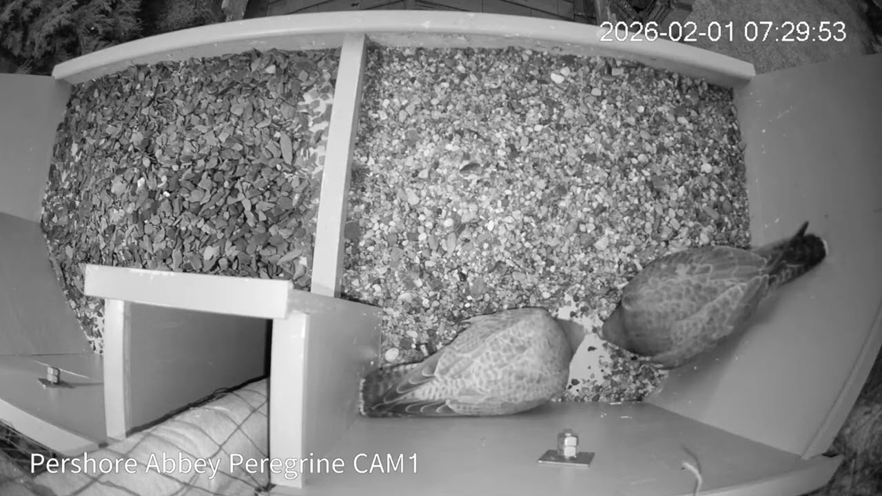 Peregrine 20260201 0728 Meeting under the infrared