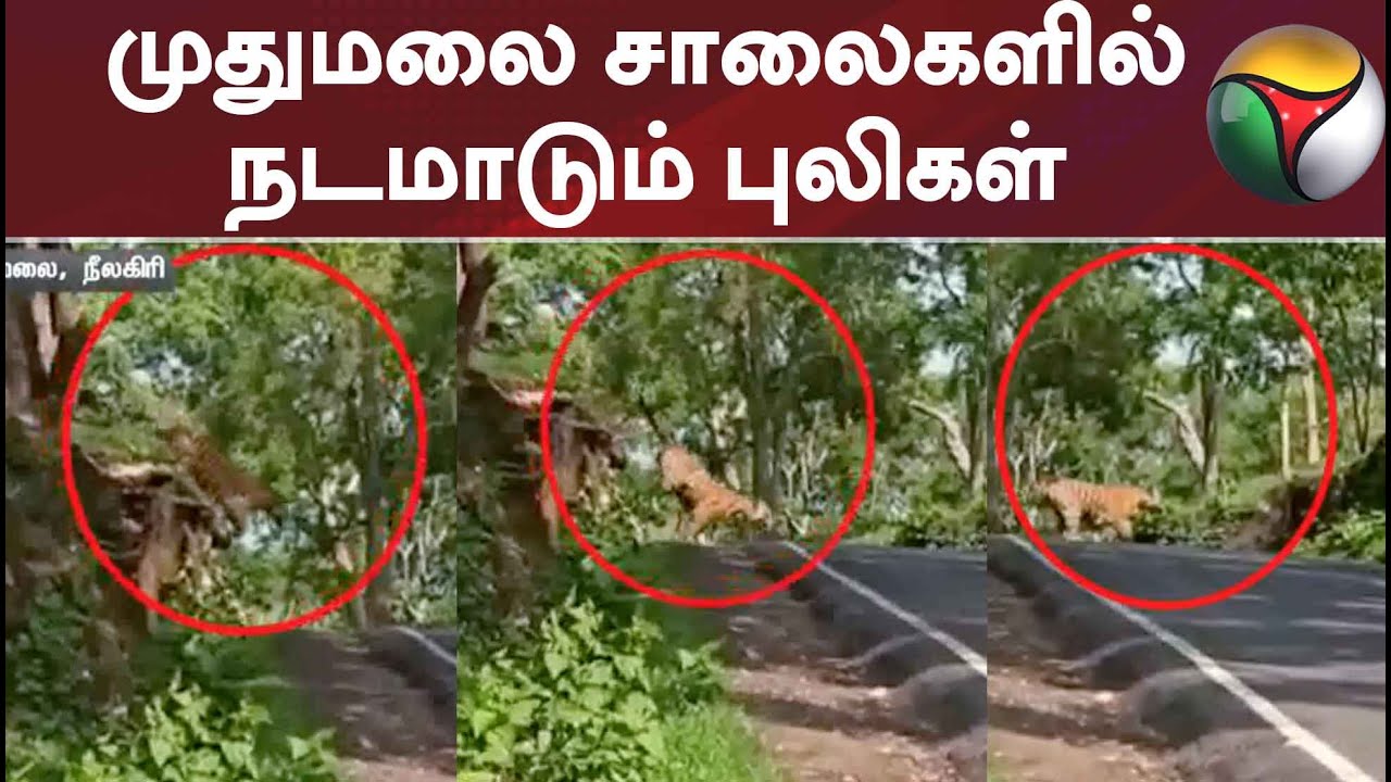 Tigers roaming the roads of Mudumalai