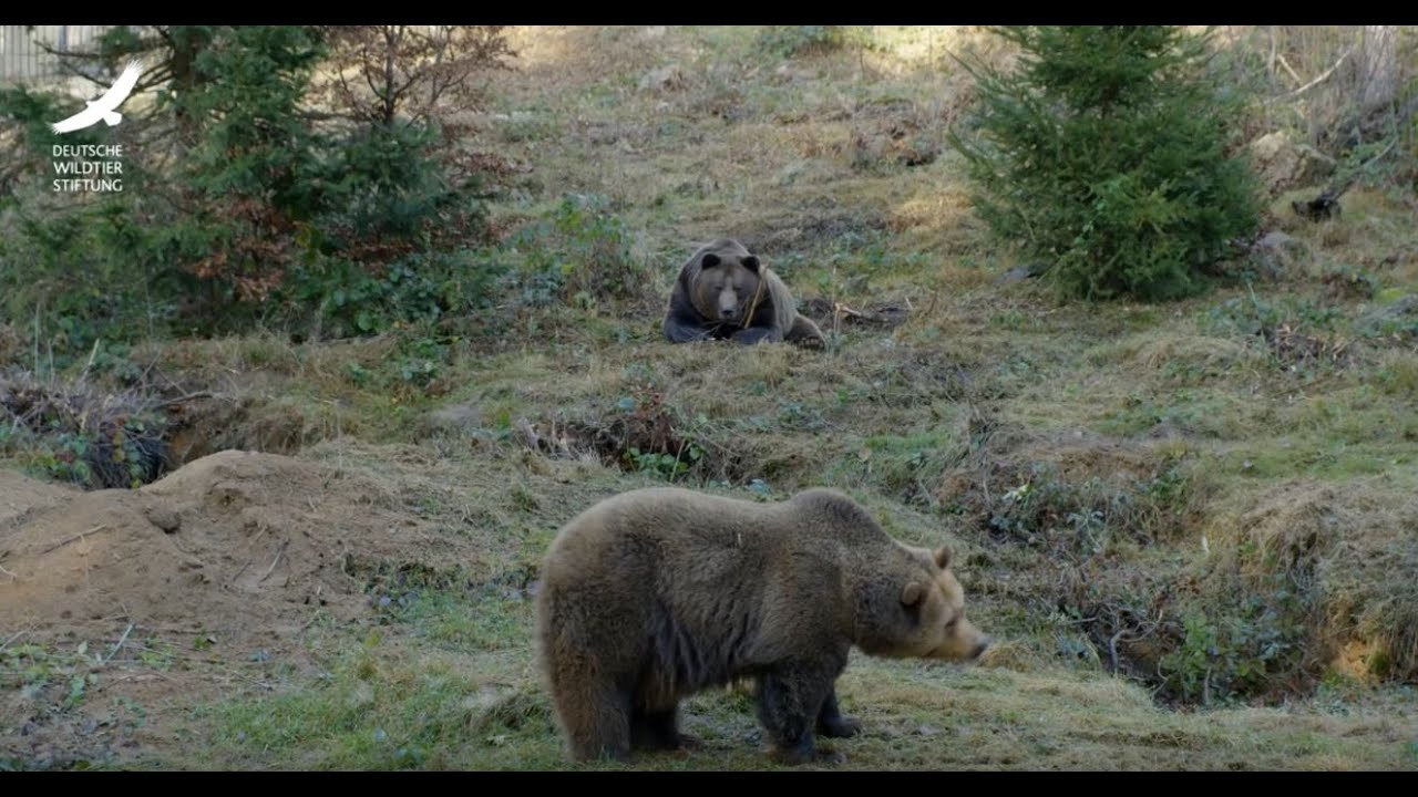 Jans Tierleben: Folge 9 – Großtiere