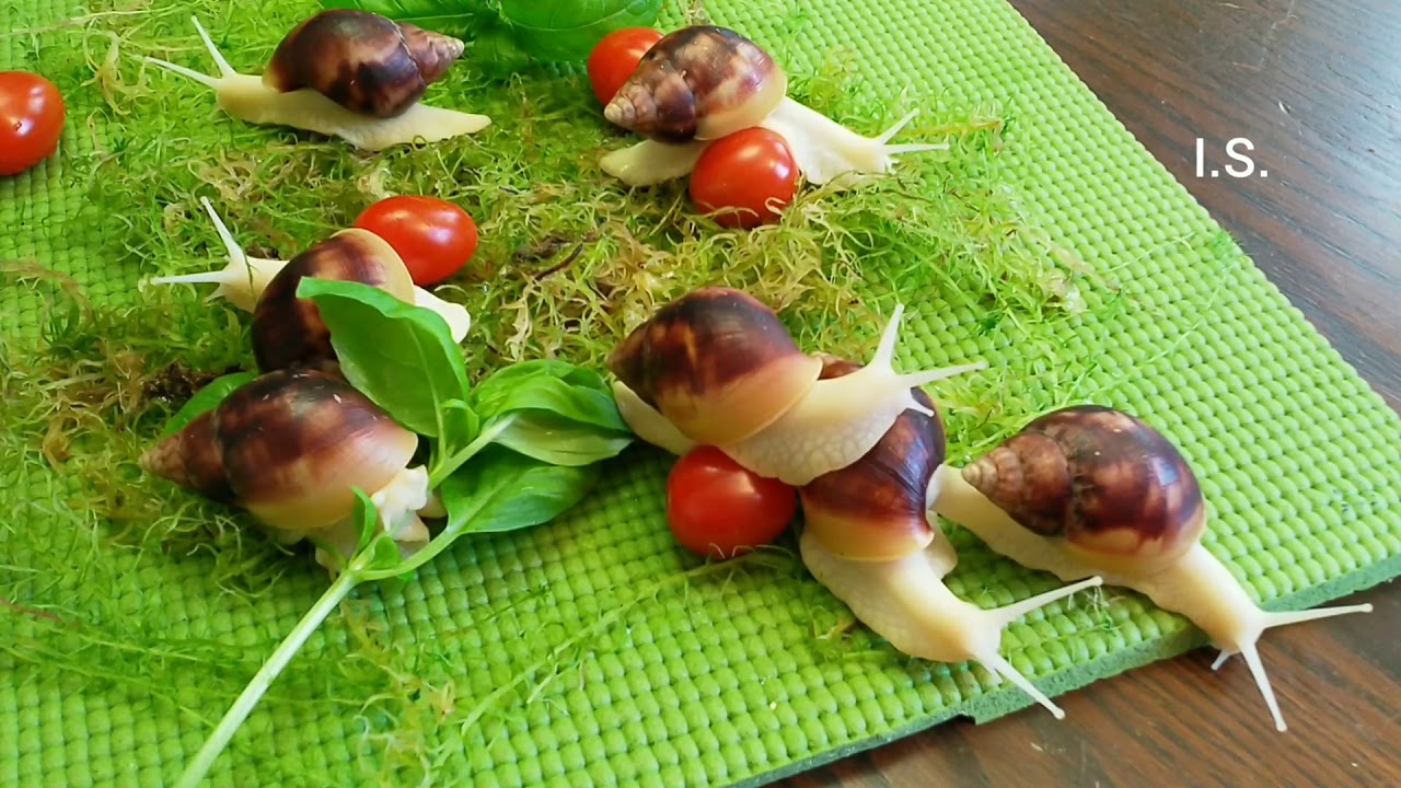 Achatina fulica white jade / albino body snails 2 month old