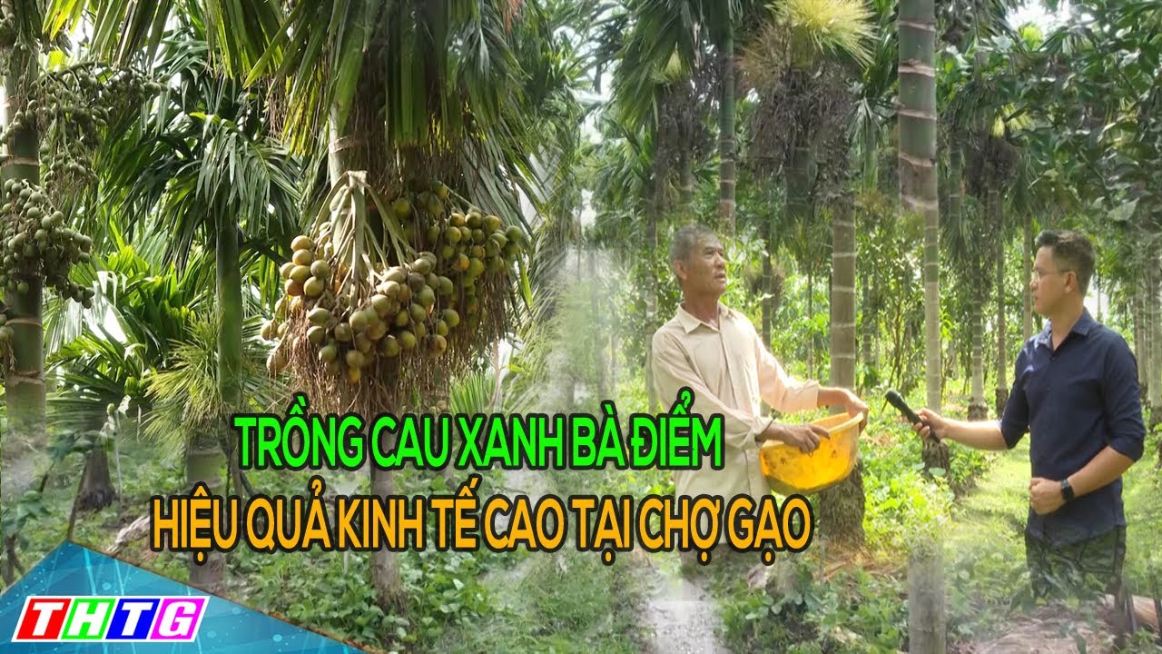 Mô hình trồng cau xanh Bà Điểm cho hiệu quả kinh tế cao tại Chợ Gạo
