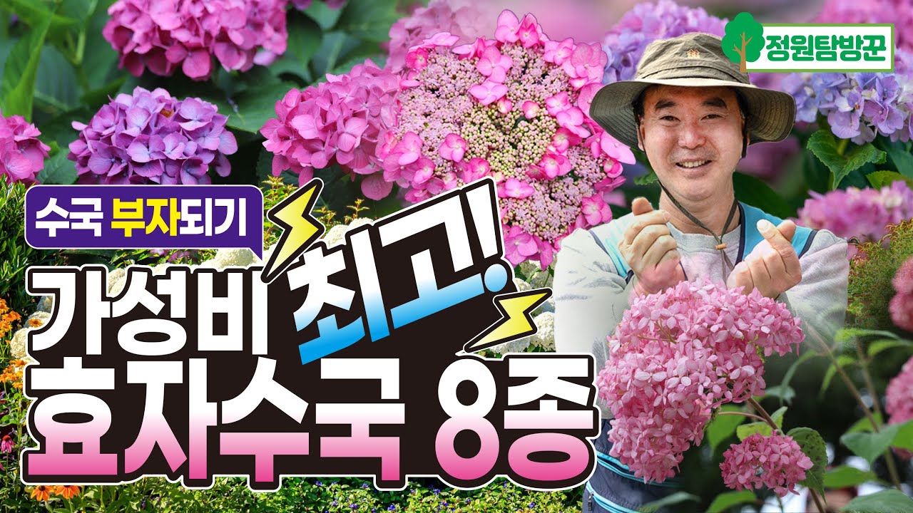 가성비 좋은 효자 수국 8종 추천! 엄청난 개화량으로 수국 부자되세요~