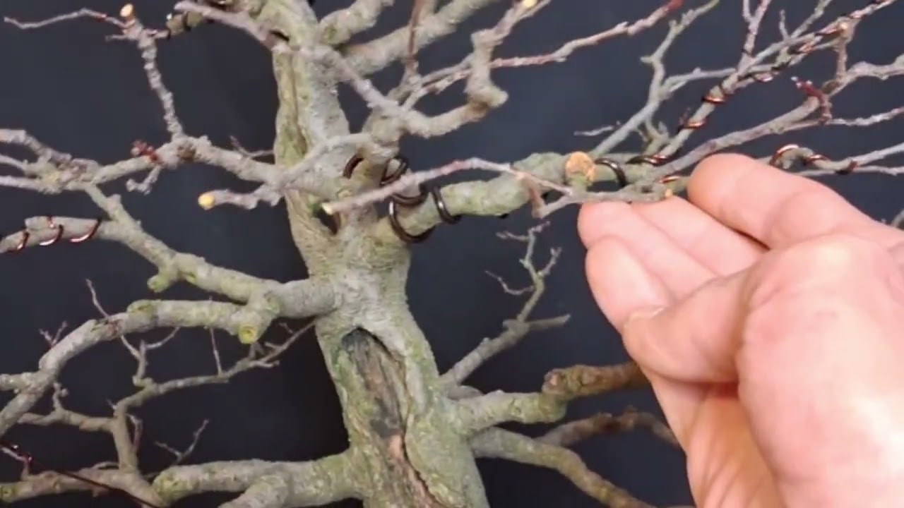 Сезонні роботи з Prunus cerasifera