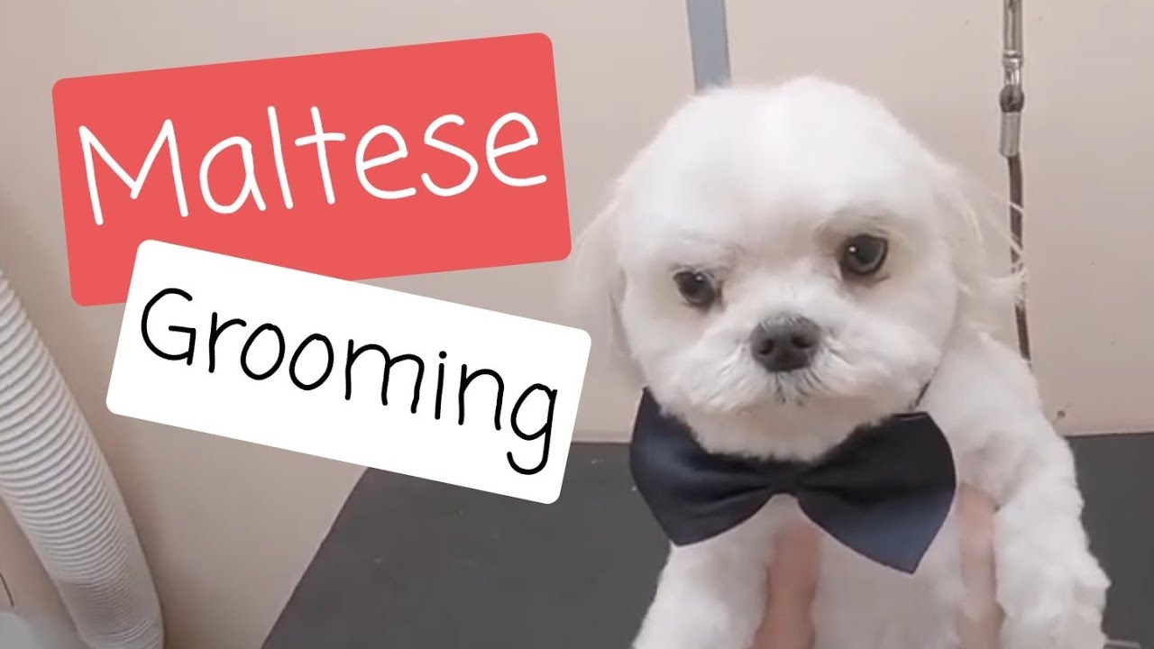 Maltese Grooming: Short Haircut