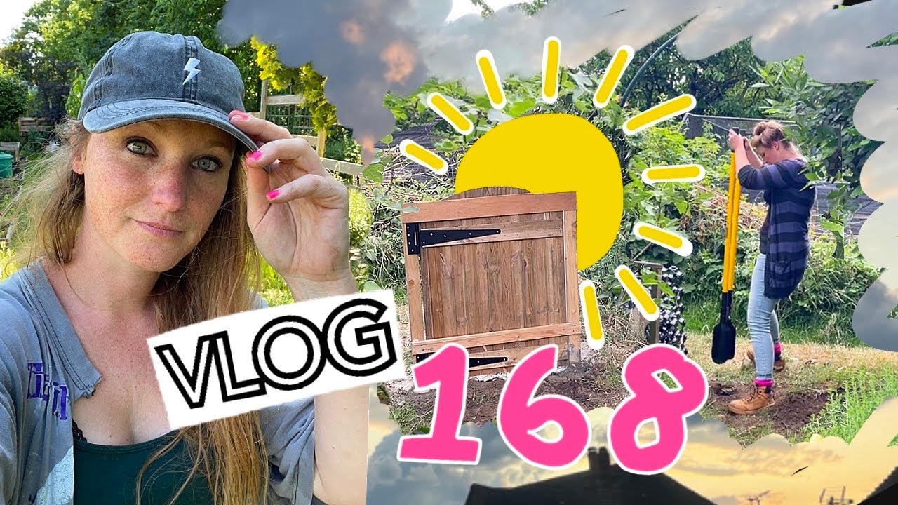 Potato Harvest, Broad Beans and A New Gate!! Ep 168 || Plot 37