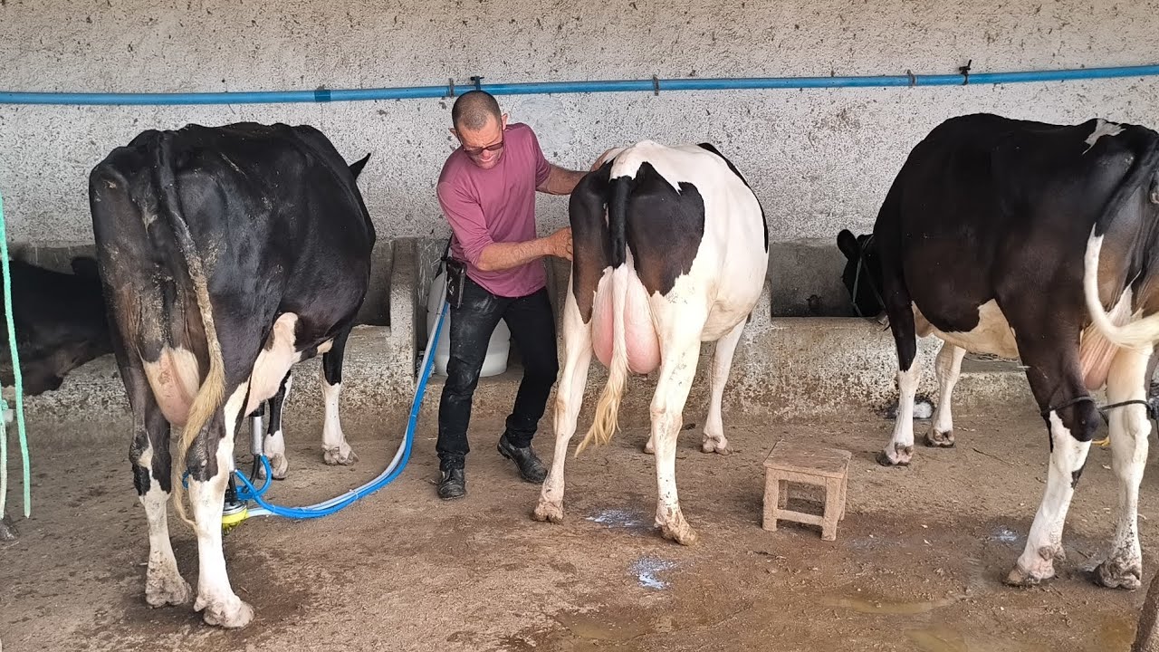 HUGO TIRA O LEITE DAS VACAS SÓ TÁ COM TRÊS VACA DANDO LEITE PRA SUSTENTAR O RESTO DO GADO É ARROCHO 