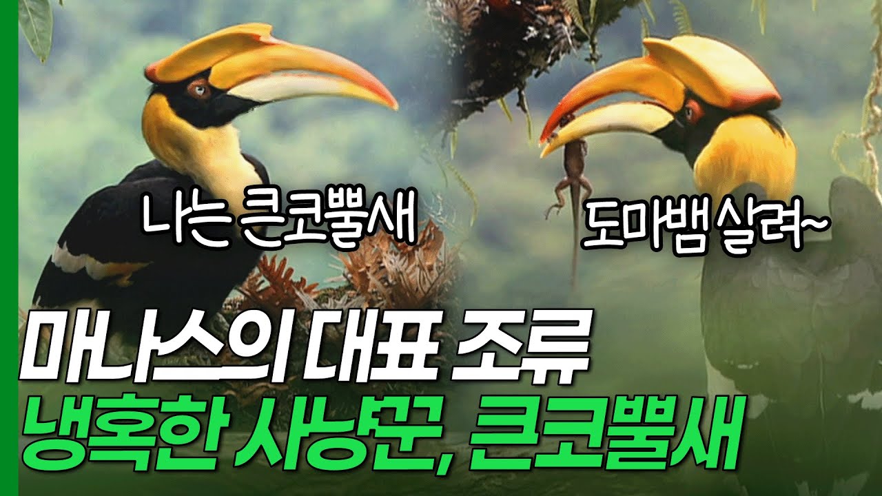 마나스에 사는 450여 종의 새들, 화려한 외모 뒤에 숨은 냉혹한 사냥꾼 큰코뿔새! [환경스페셜 유네스코 세계자연유산  4편 비밀의정글세계 마나스]/ KBS 20070321 방송