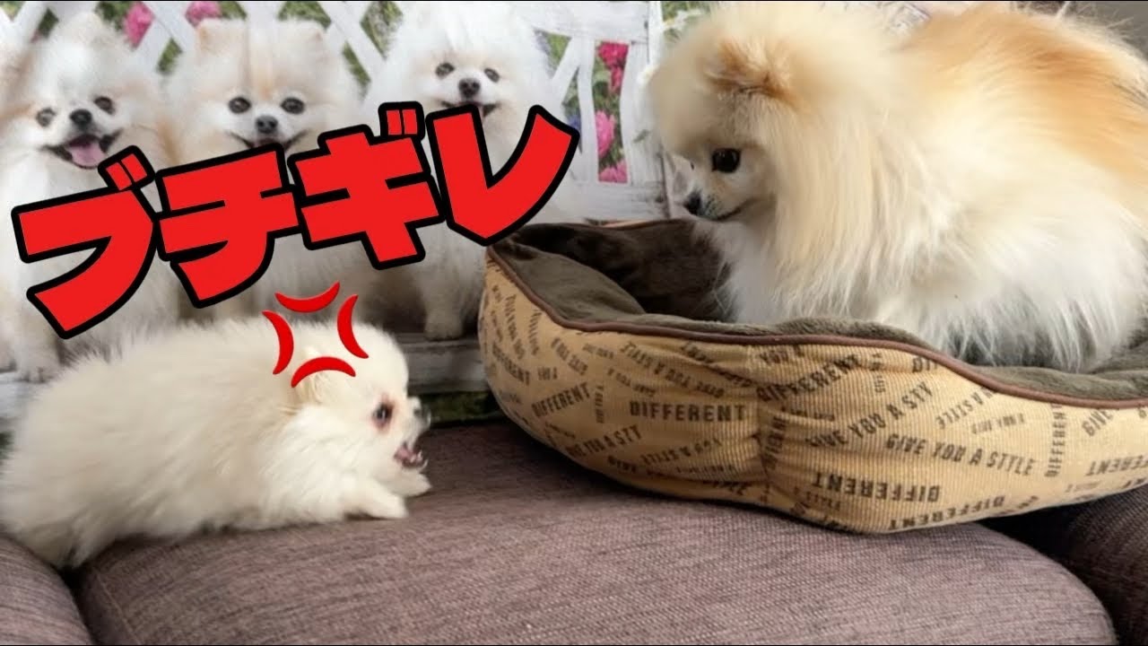 負けると悔しすぎてブチギレしてくる仔犬のポメラニアン