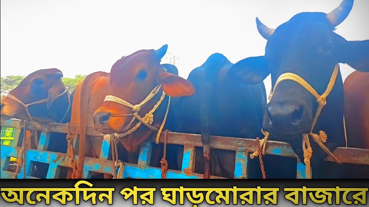 Cow unloading hamba videos cumillar hat bazar#hamba