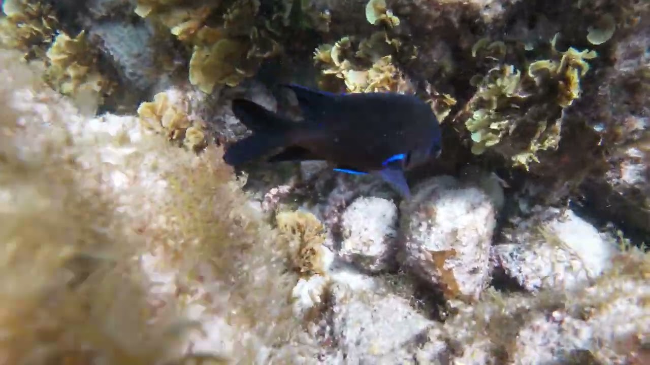 Snorkelling at El Cotillo (Fuerteventura)