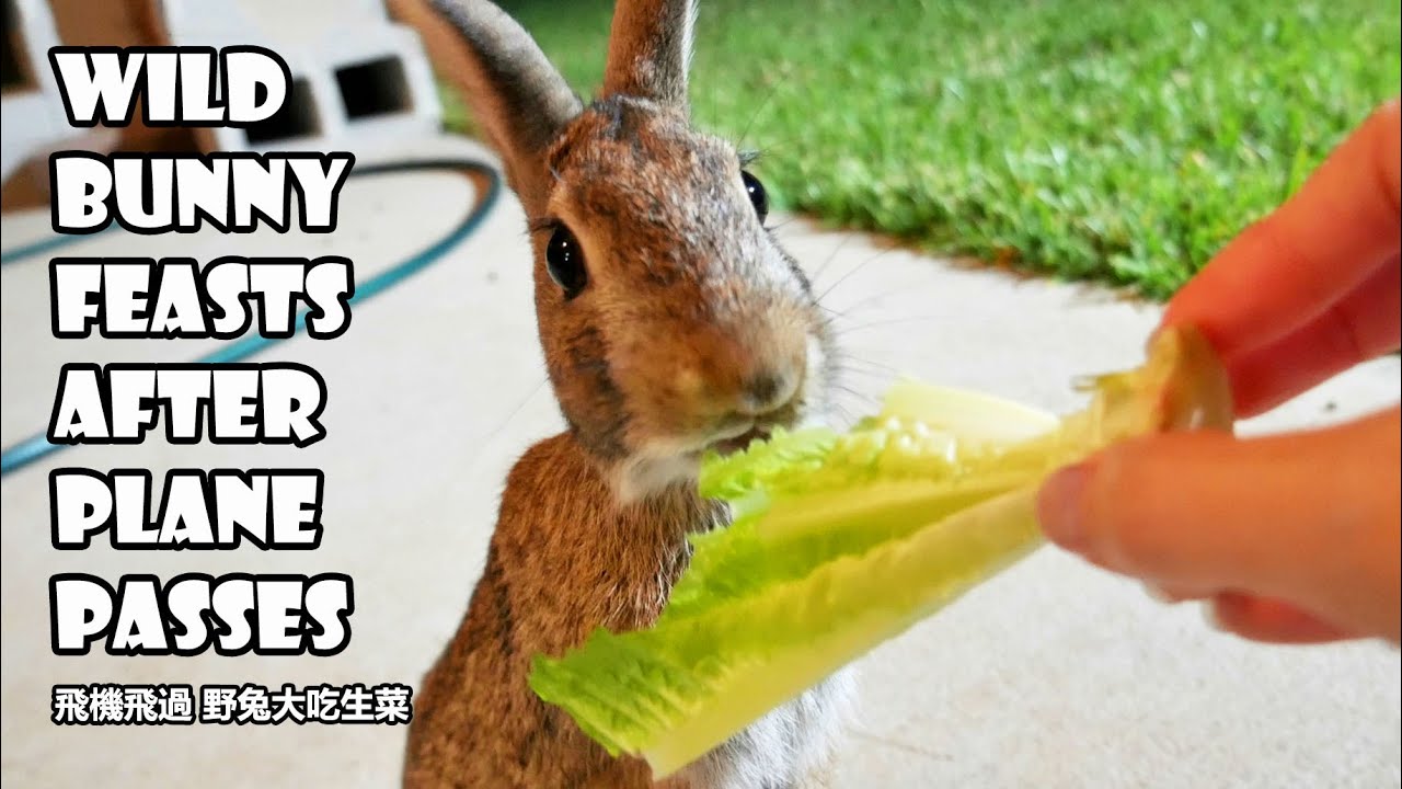 Wild bunny waits for plane to pass before feasting on lettuce