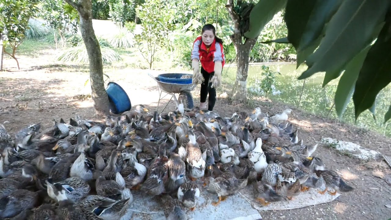 Hiệu quả từ mô hình chăn nuôi vịt bầu bản địa tại xã Trí Nang