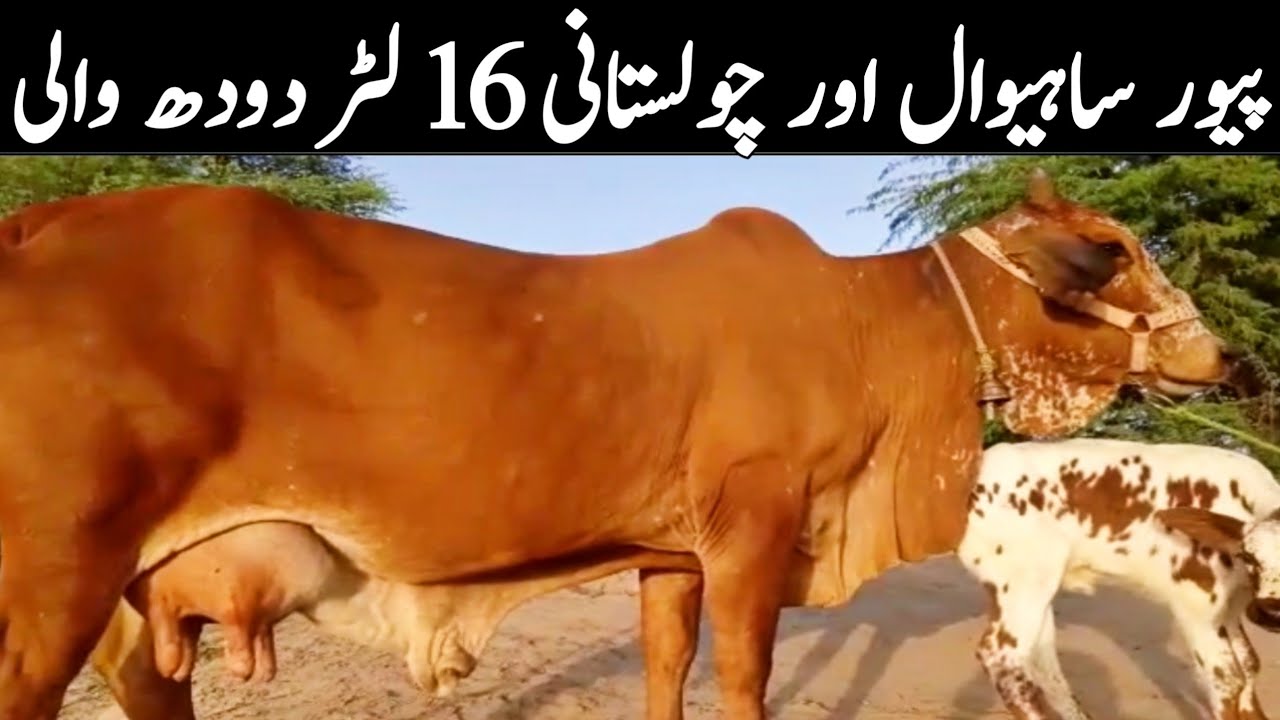 Cholistani Sahiwal Cow   Best Quality In Hasil Pur Khushi Muhammad || Global Village Farming