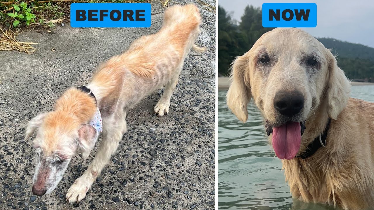 You couldn't even tell she was a golden retriever, but look at her now.