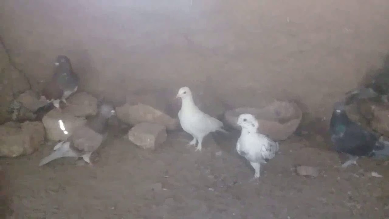 يا تري اللى اكل الحمامه الفأر والا الثعبان