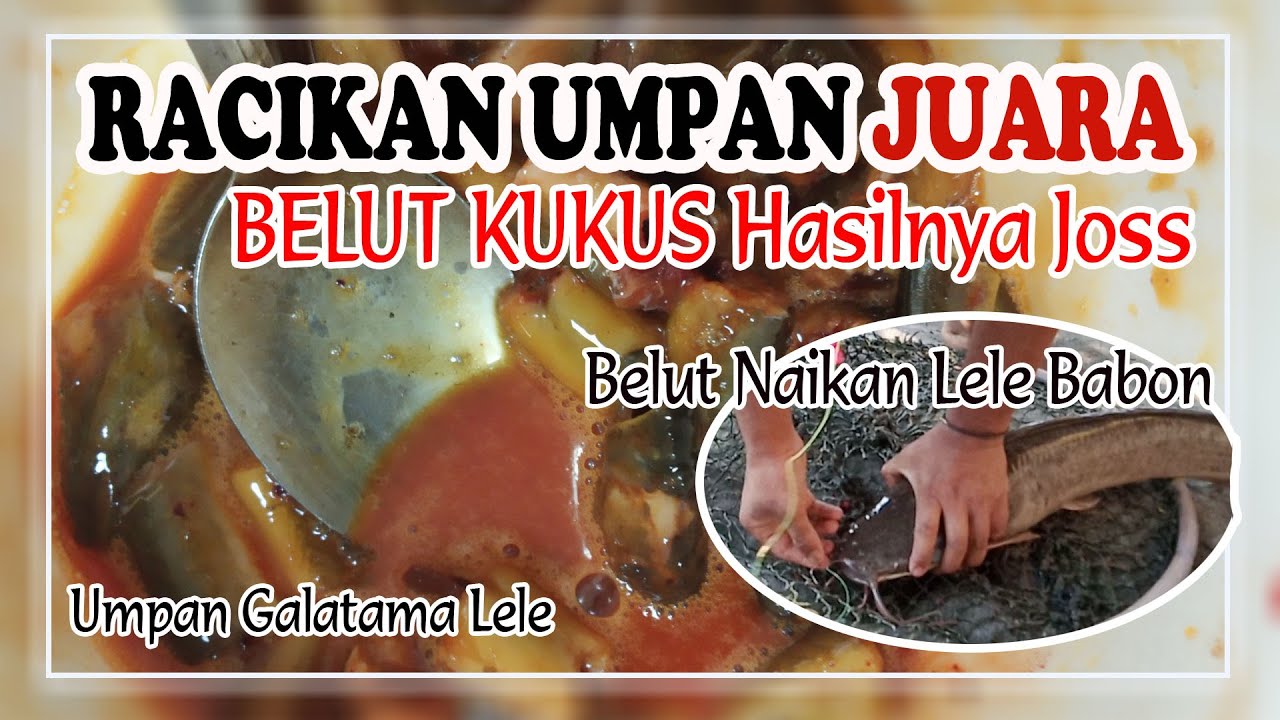RACIKAN UMPAN JITU LELE GALATAMA | MEDIA BELUT KUKUS