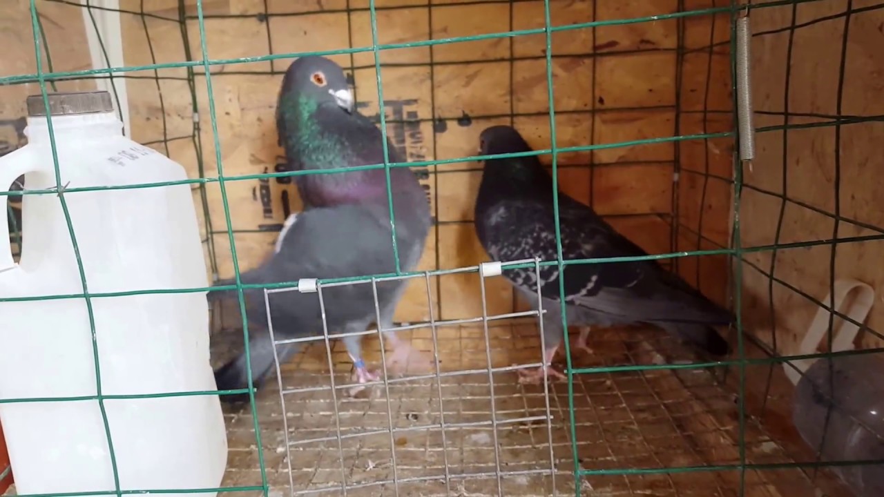 Favorite Pair Moroncelo/Morrillero Cock and Morrillero/Cuban Pouter Hen