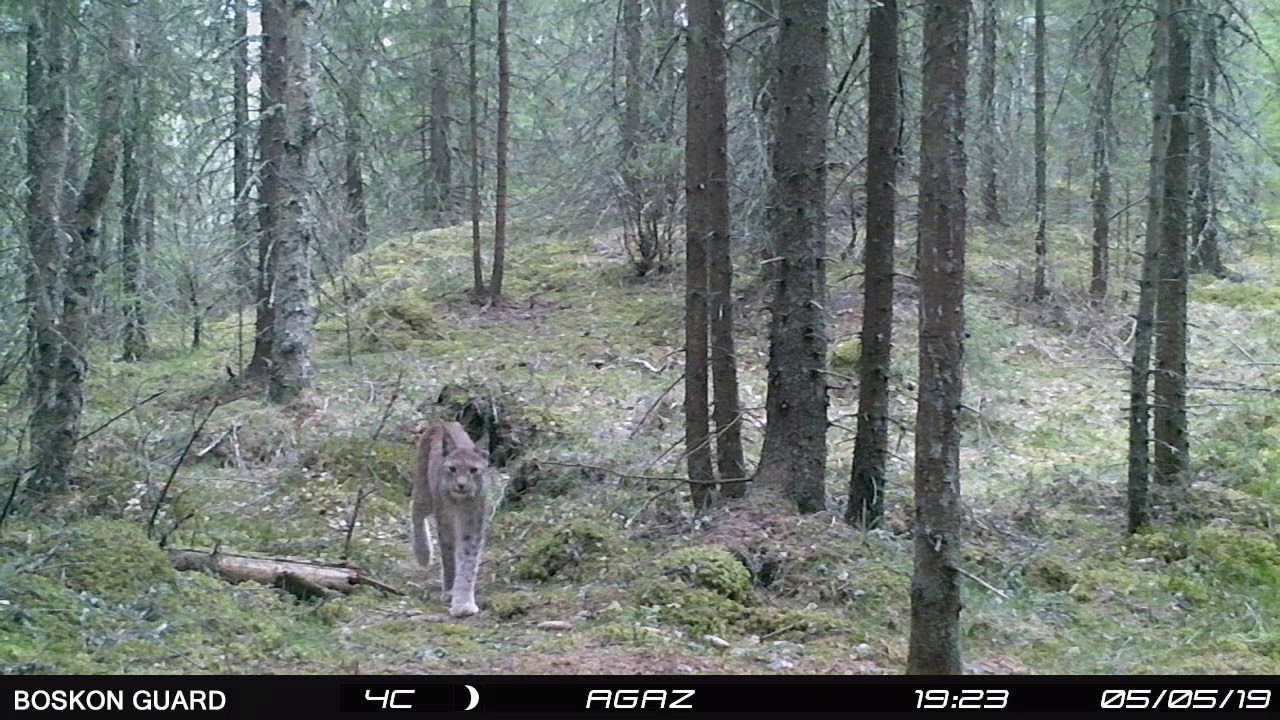 Gaupe i norske skoger - Lynx in Norwegian forest