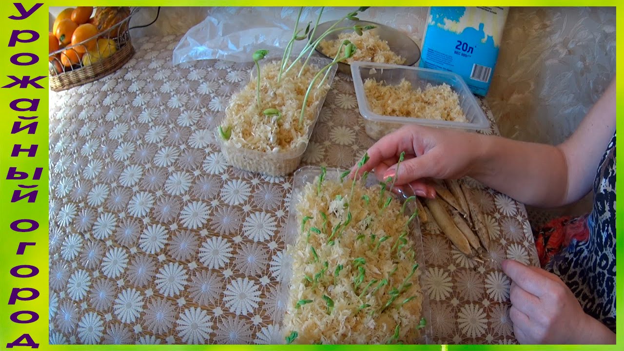 ВЫРАЩИВАНИЕ РАССАДЫ ГОРОШКА И ФАСОЛИ В ОПИЛКАХ!