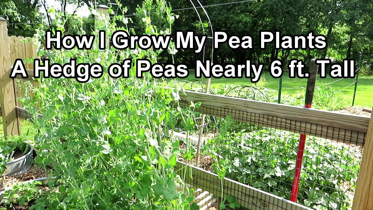 How I Grow Really Tall Productive Pea Plants Packed Together: Growing Tips & Full Growth Examples