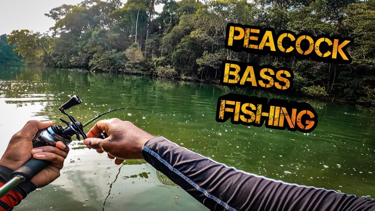 Sight Fishing for Nesting Peacock Bass