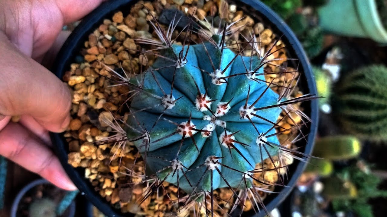 Cactos raros parte 2 da minha coleção