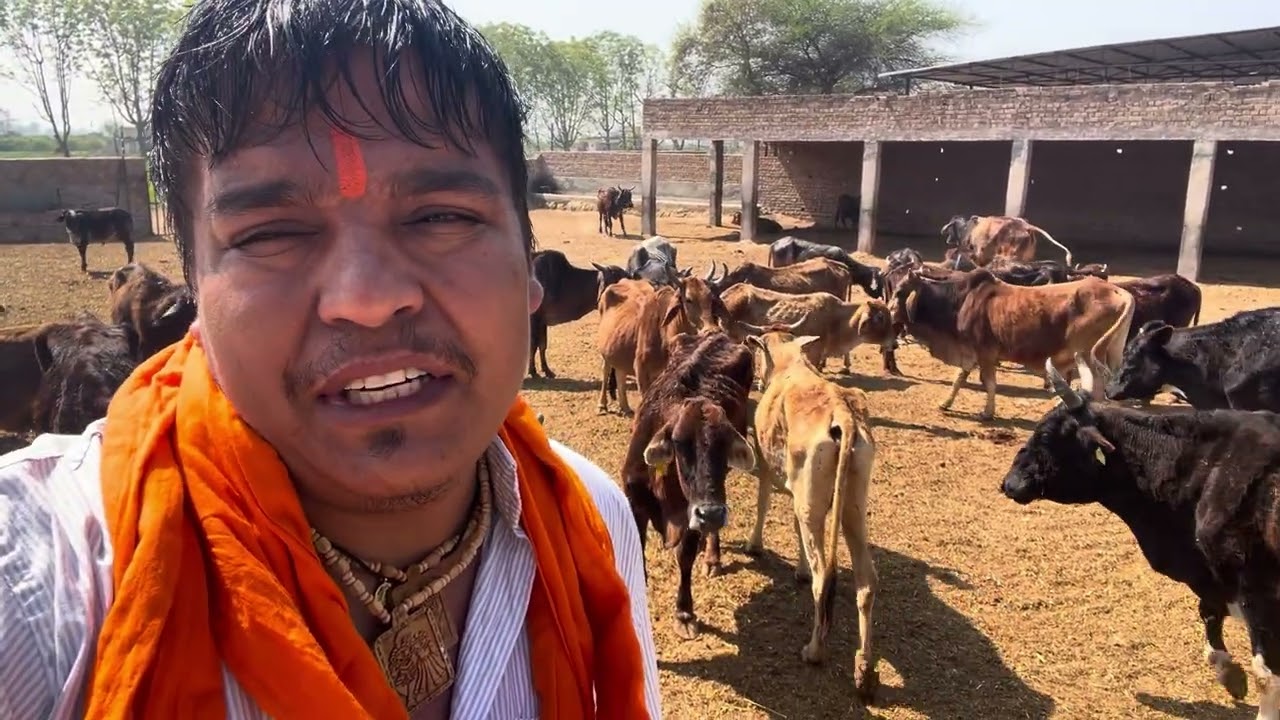 जय गौ माता 🙏