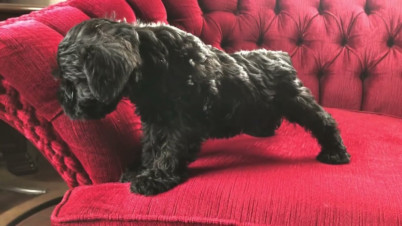 🐶 Meet our playful little male and female Mini Schnauzers