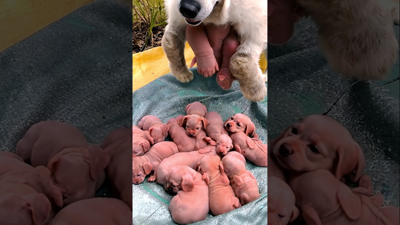Dog Baby - Newborn puppy crying sounds #dog #puppy #animals