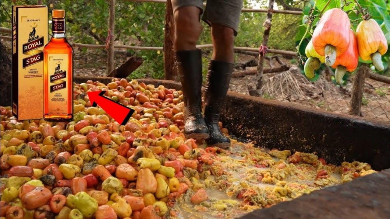 జీడి పండు తో వైన్ ఎలా తయారవుతుందో చూడండి | Traditional Wine Making Process | GVS Facts