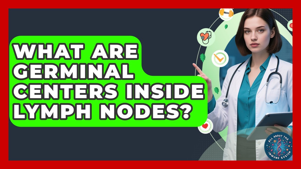 What Are Germinal Centers Inside Lymph Nodes? - All About the Immune System