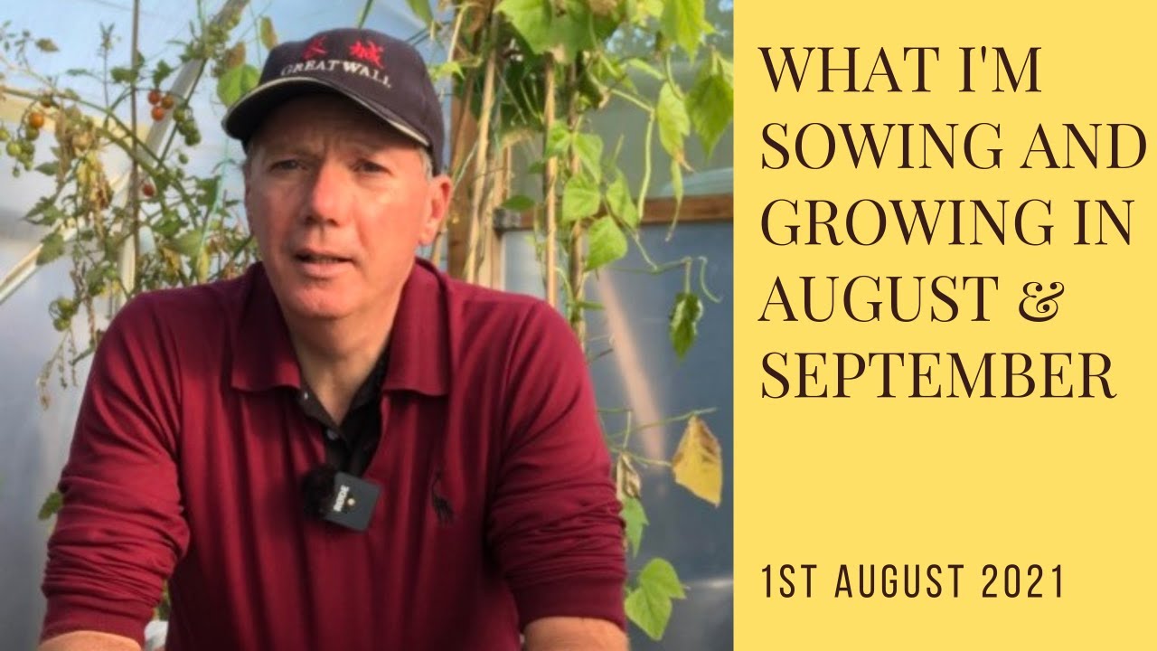 What I'm sowing and growing in August and September | what to sow now for winter and spring