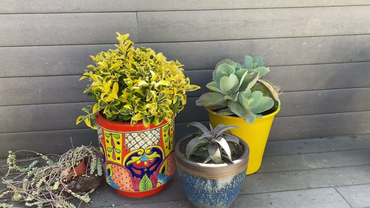 Pots, pots, pots🎉