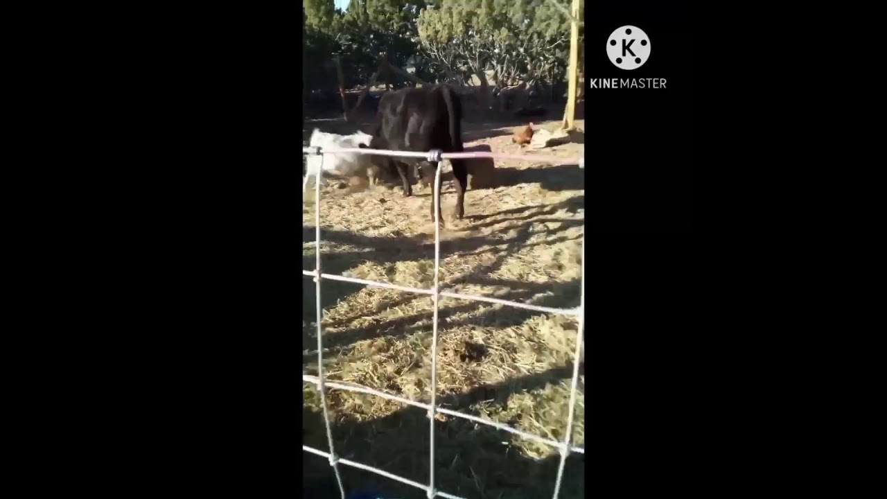 Bull vs goat