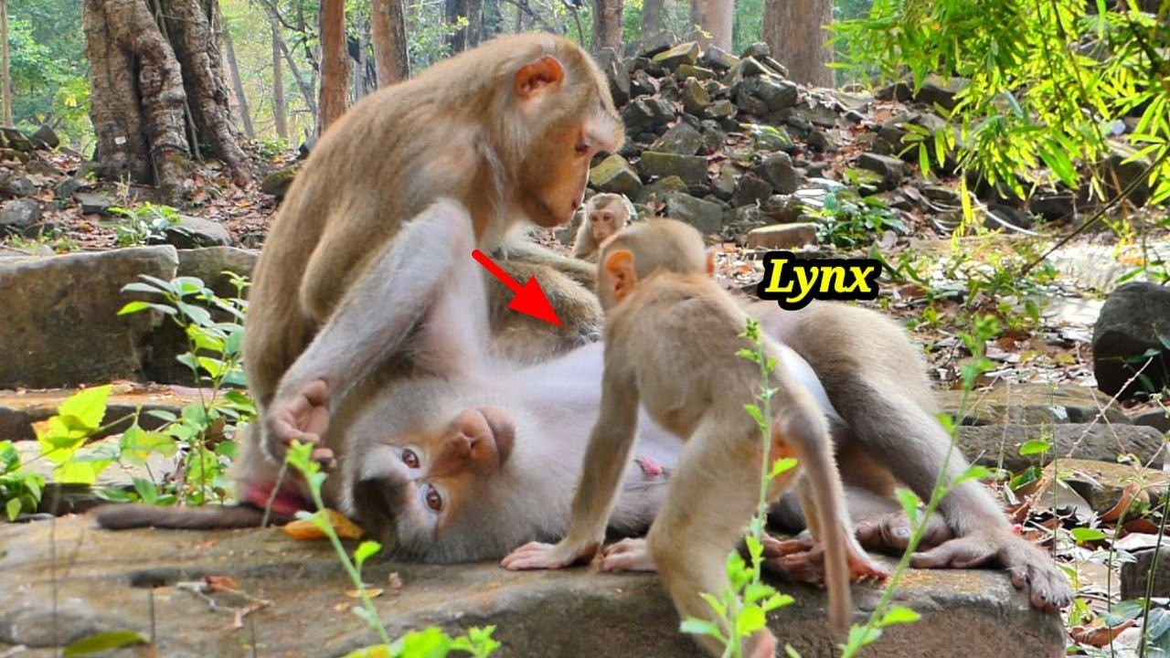 What is Baby Lynx looking at Pregnant Monkey LIBBY..? He is really hungry for milk.