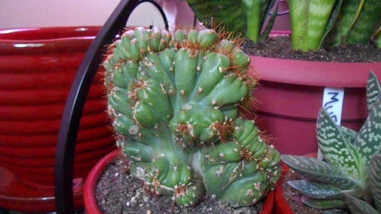 Cereus Forbesii Crest