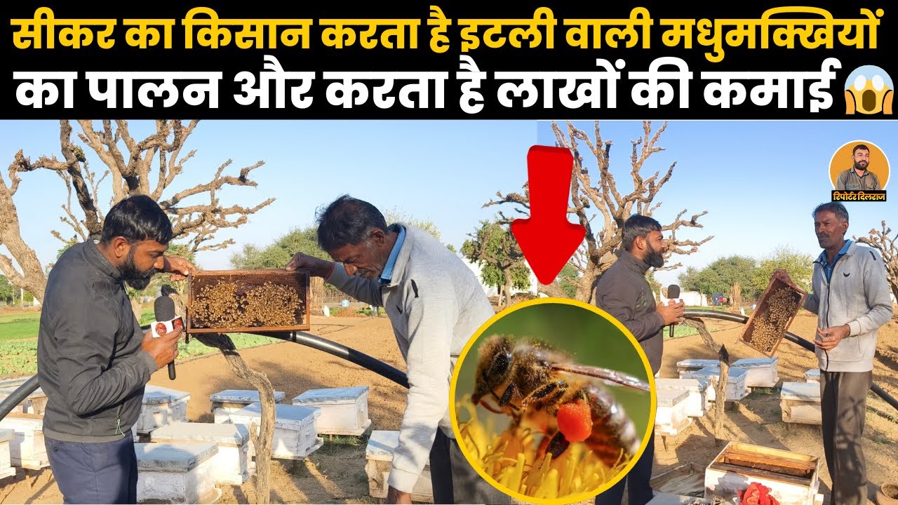 सीकर में मधुमक्खी पालन से बदली किसान की जिंदगी, देखें कैसे करते हैं मधुमक्खी पालन ~