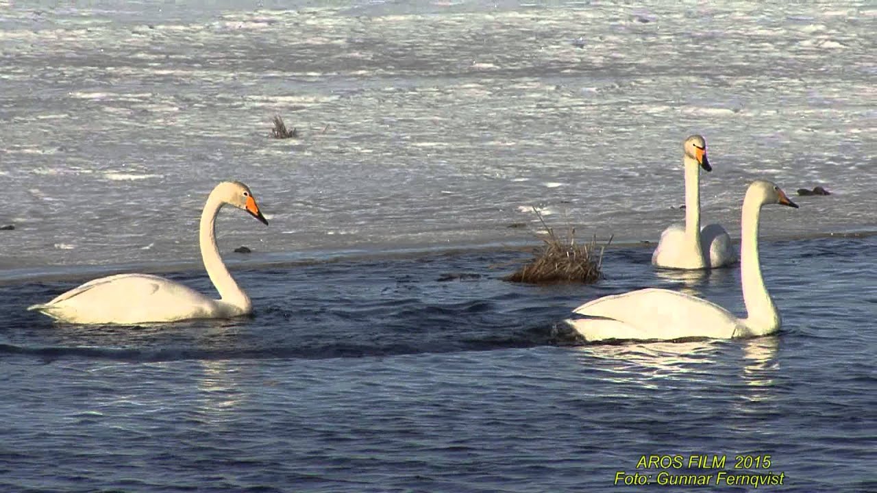 S&Aring;NGSVAN  Whooper Swan  (Cygnus cygnus)  Klipp - 1499