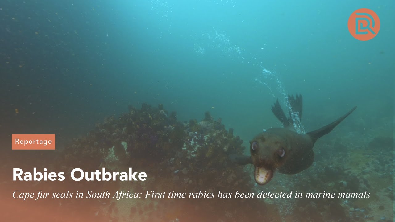 Seals with Rabies