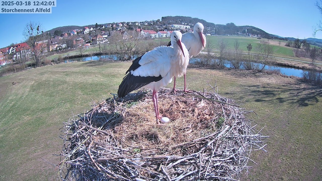 Storchennest Alfeld (Leine)