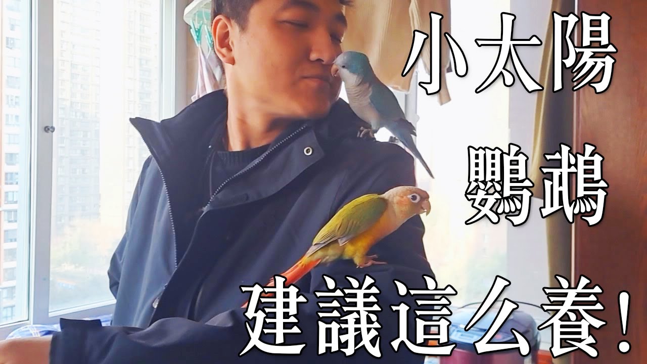 小太陽鸚鵡日常飼養，訓練，教導，陪伴，互動！不要耽誤了小太陽的天賦！
