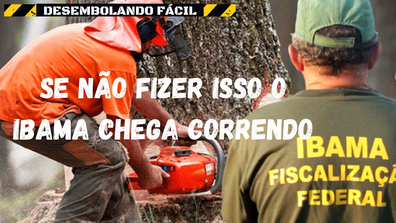 Como autorizar corte de árvores no seu terreno.