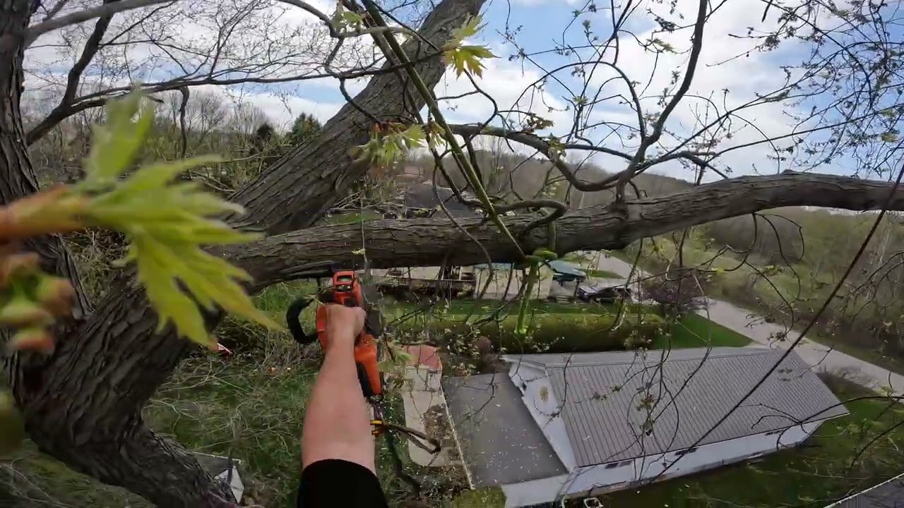 Co-Dominant Silver Maple Removal                      #treeremoval #arborist #chainsaw 