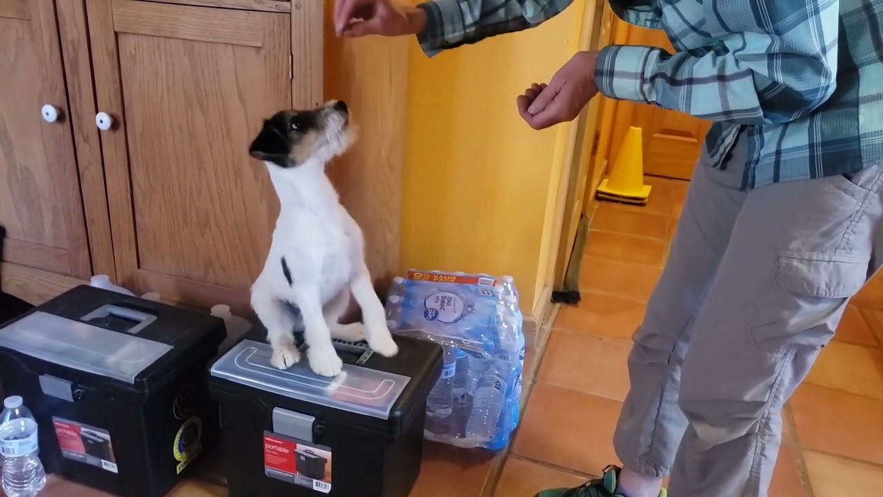 Training with Bode, 4 month Parson Russell Terrier