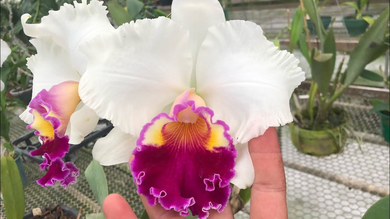Sitio Kadoguchi (HIBRIDOS DE CATTLEYA E DICAS DE CULTIVO)